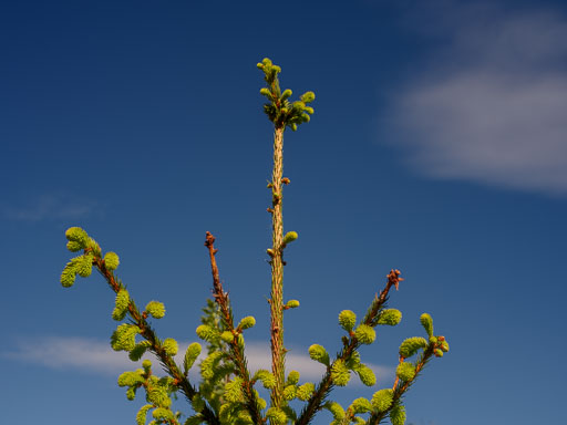 _IMG5067.jpg