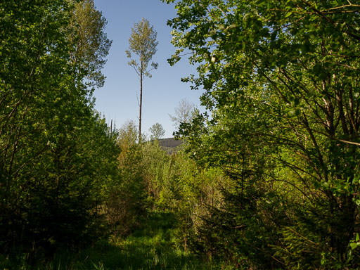 _IMG5071.jpg