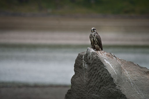 _IGP1175-Edit.jpg