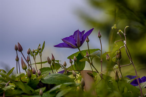 _IGP7040.jpg