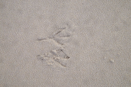 K1__2116.jpg