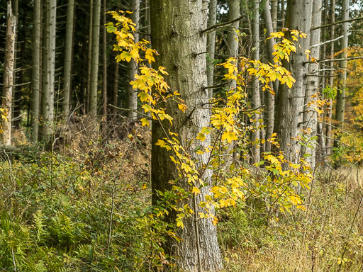 IMG_1610.jpg