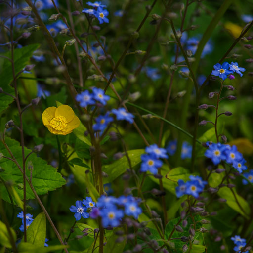 _IMG5452.jpg