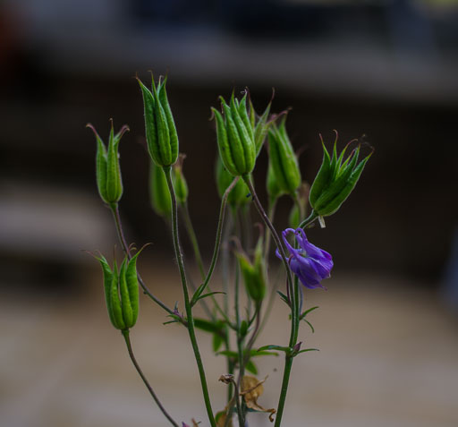 _IMG5684.jpg