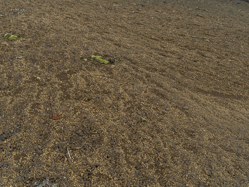 Rölt um Rauðhóla 1. Apríl 2025
 Hero