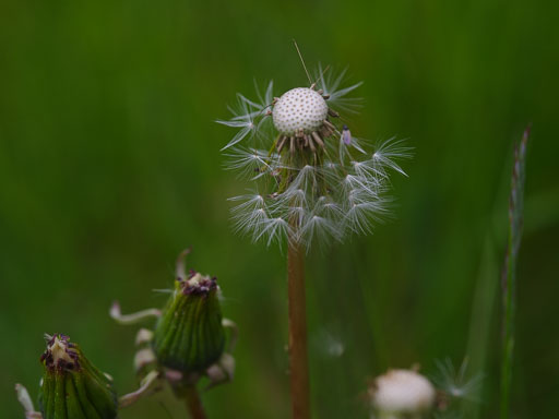 _IMG5245.jpg