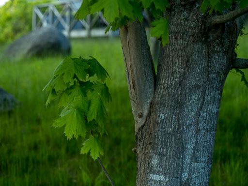 _IMG5254.jpg