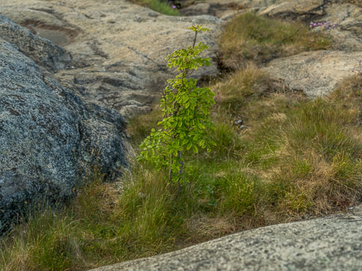 _IMG5266.jpg