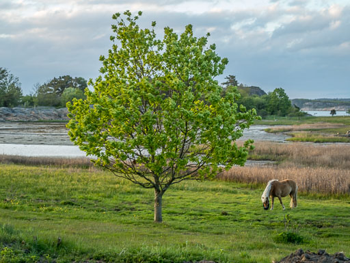_IMG5290.jpg