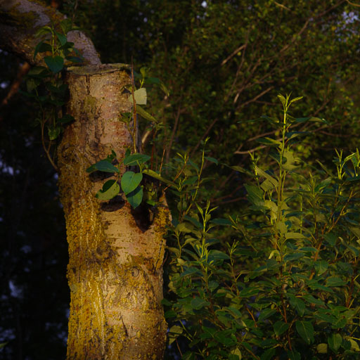 _IMG6709.jpg