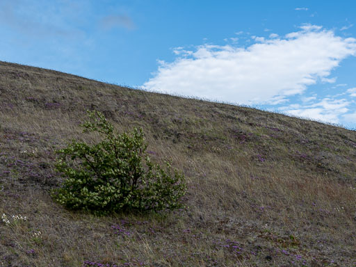 _DSF2684.jpg