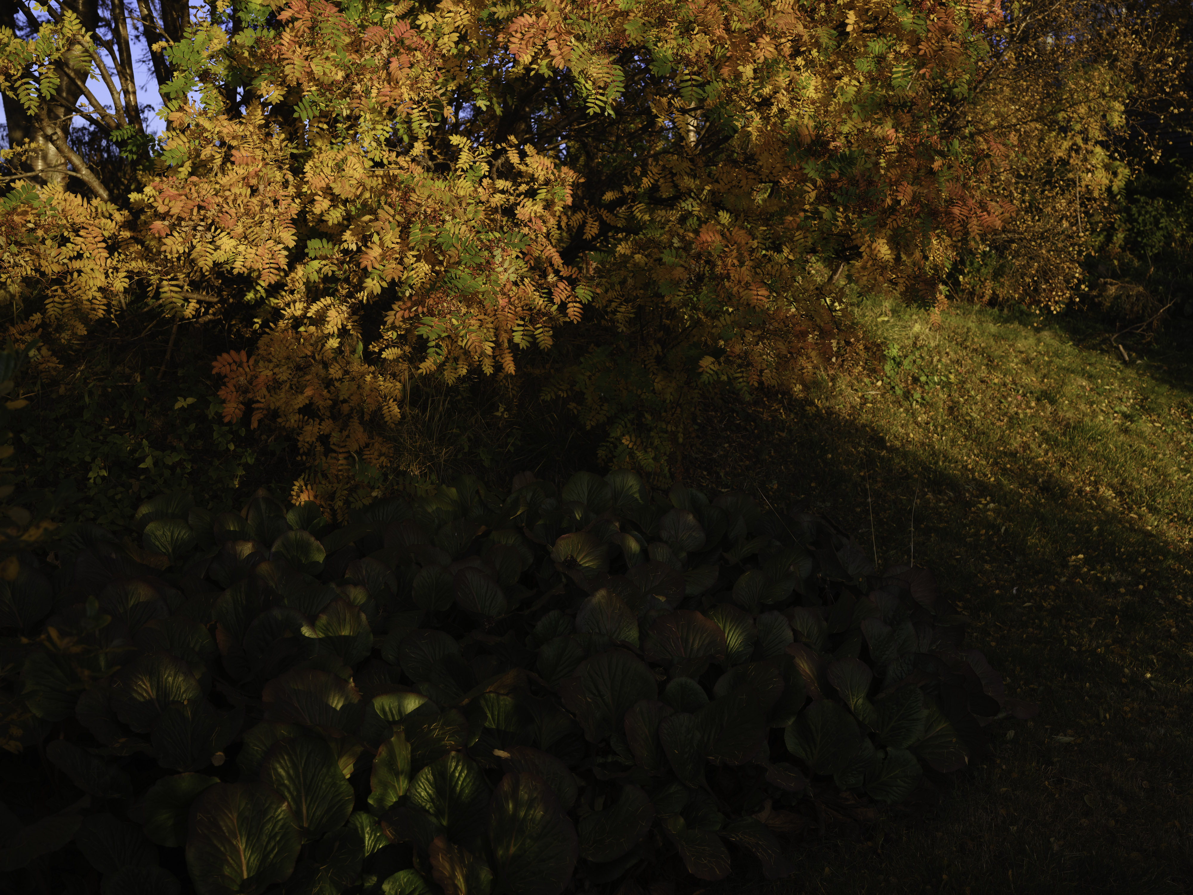 IMG "alt" Attribute