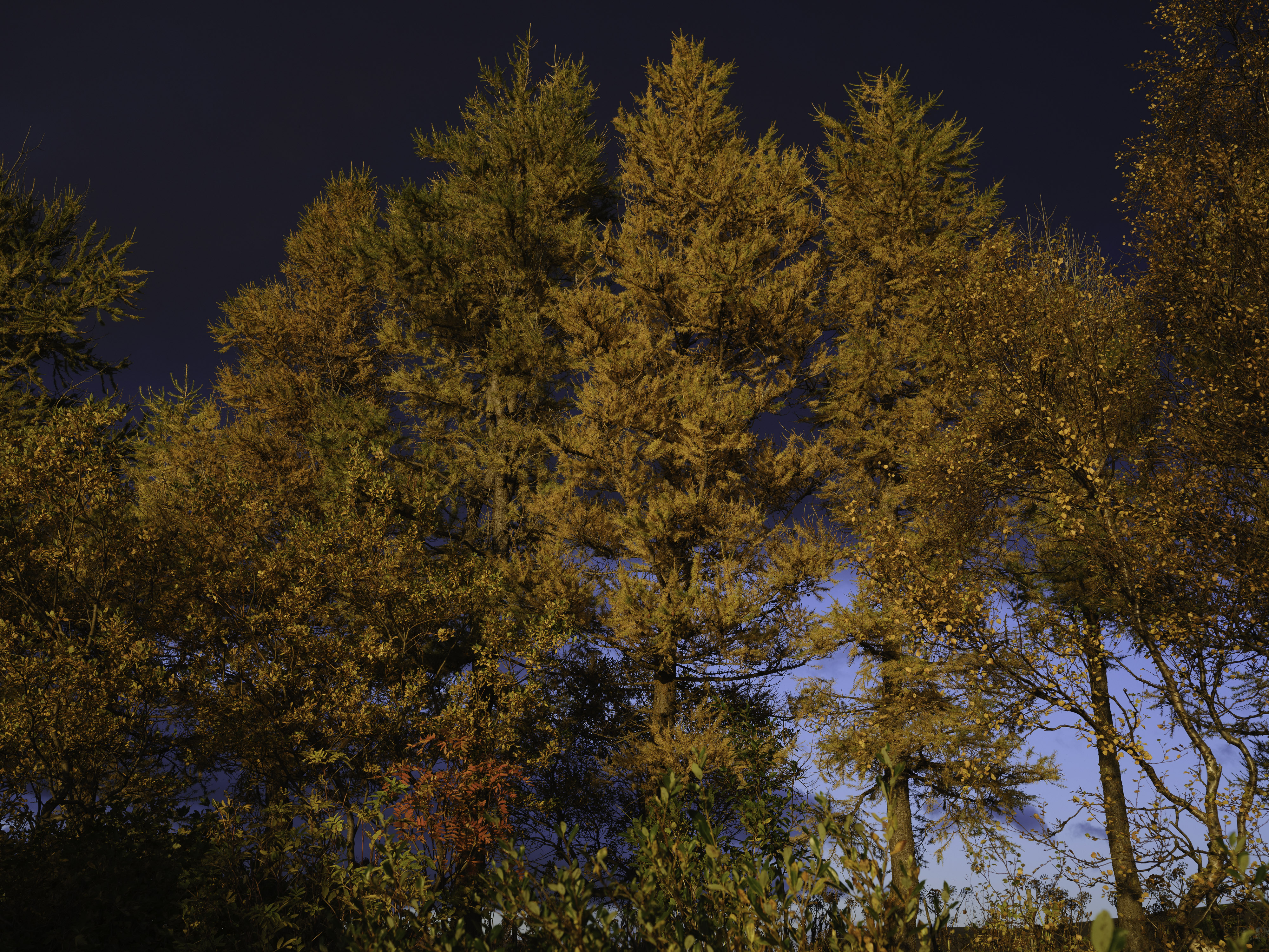 IMG "alt" Attribute