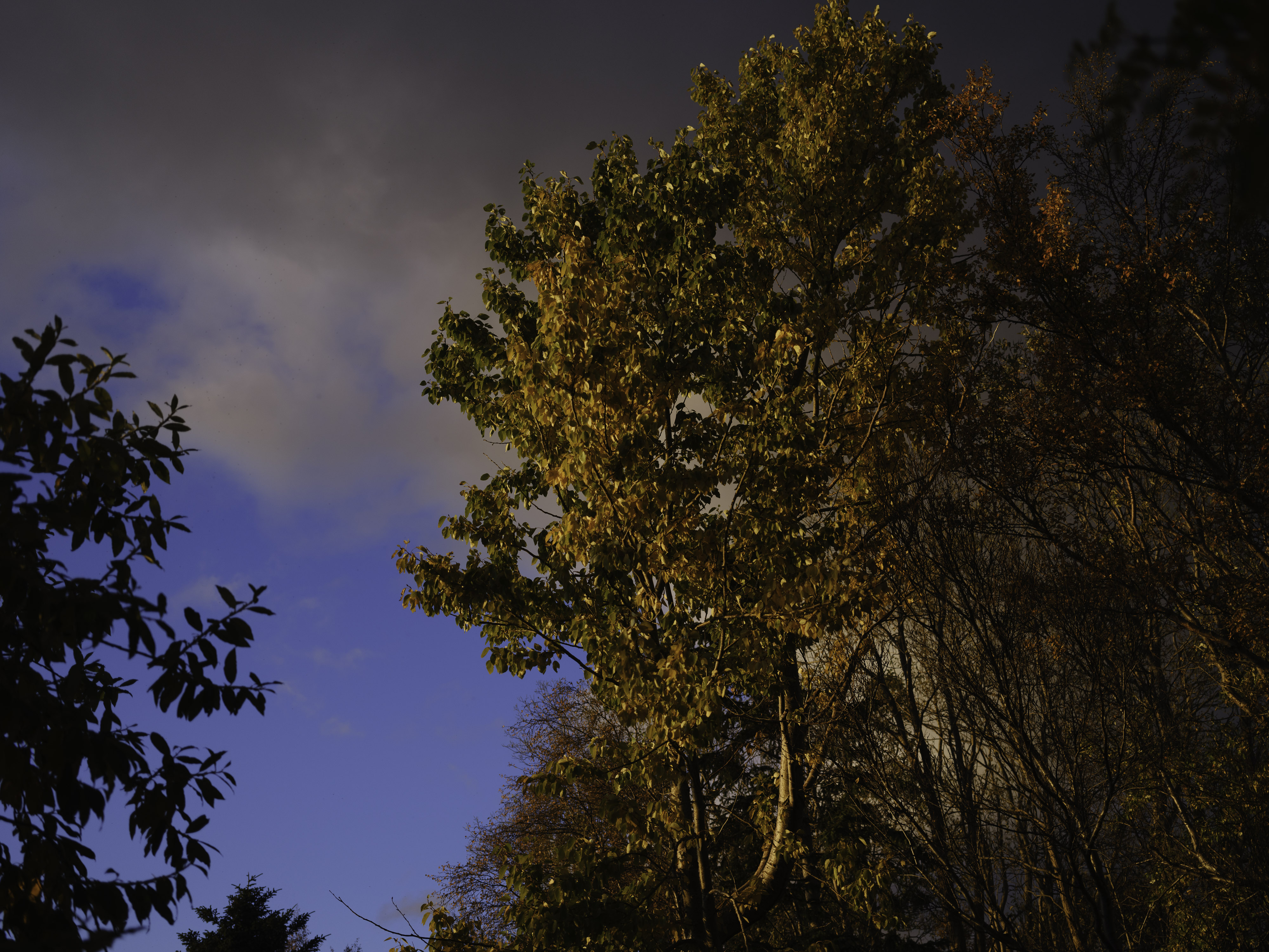 IMG "alt" Attribute