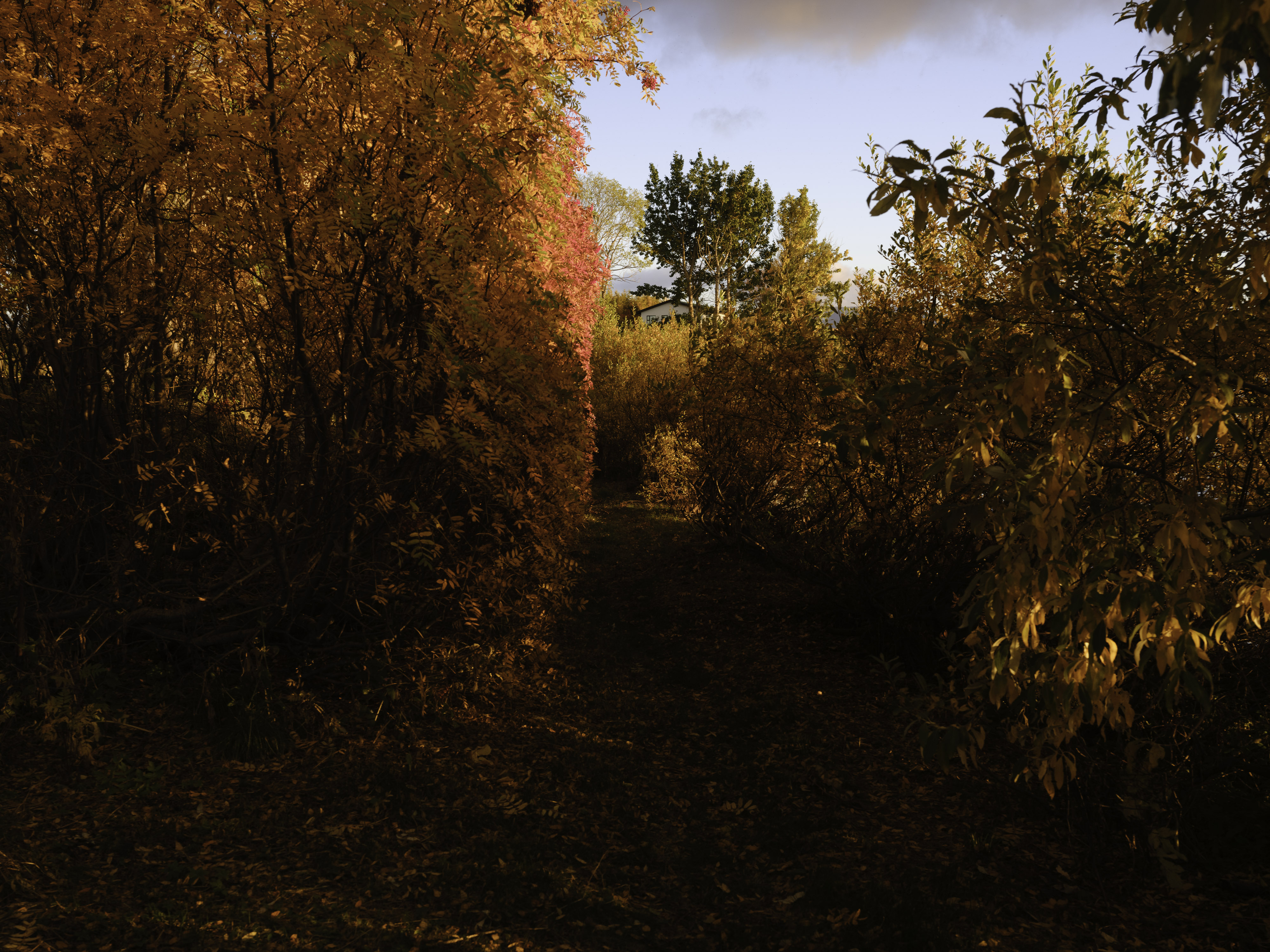 IMG "alt" Attribute