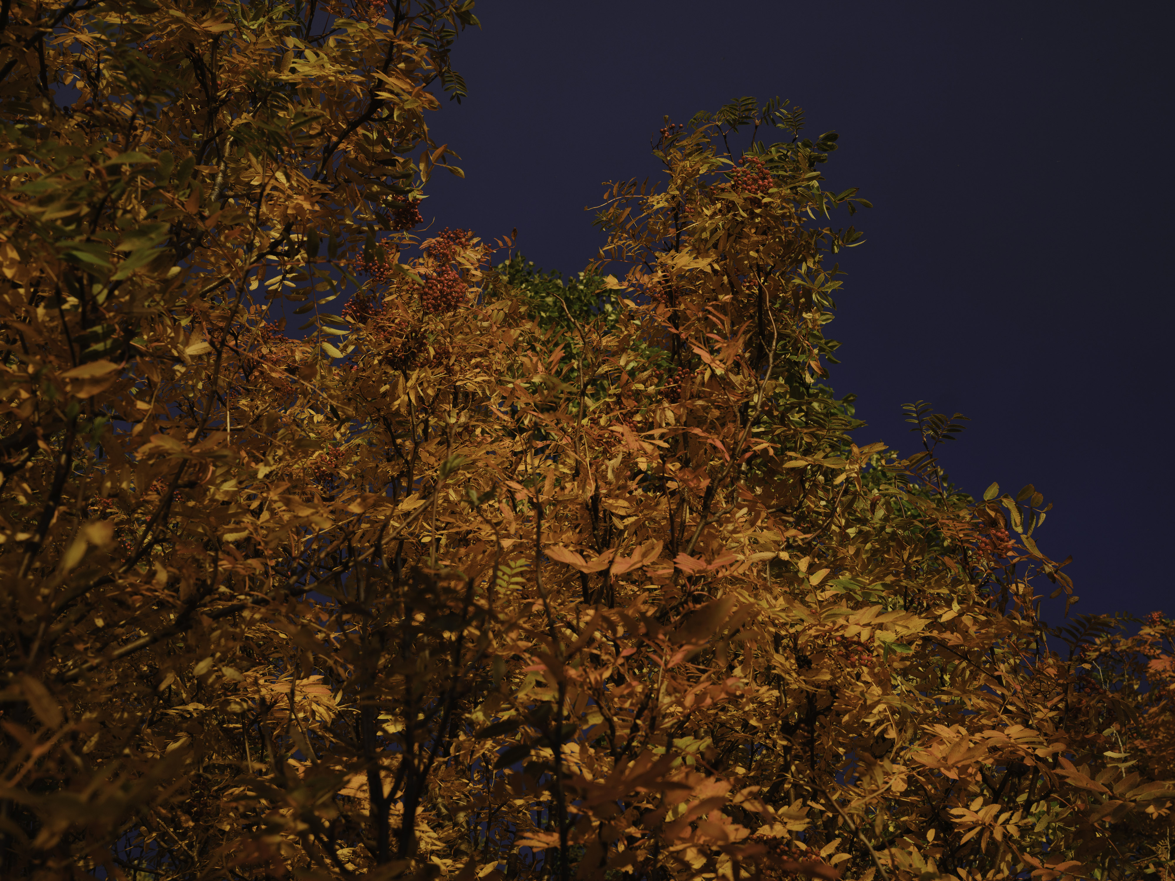 IMG "alt" Attribute