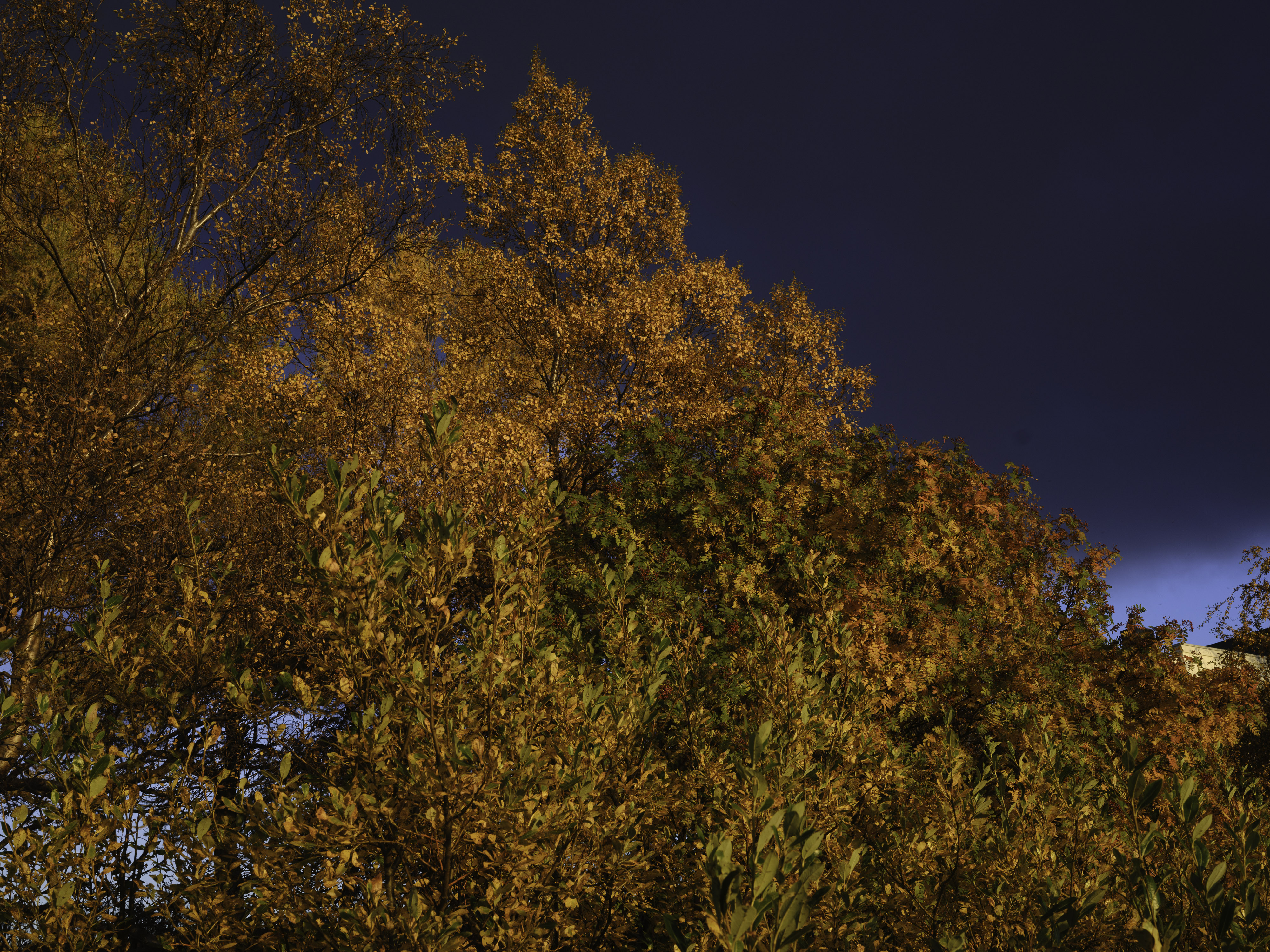 IMG "alt" Attribute