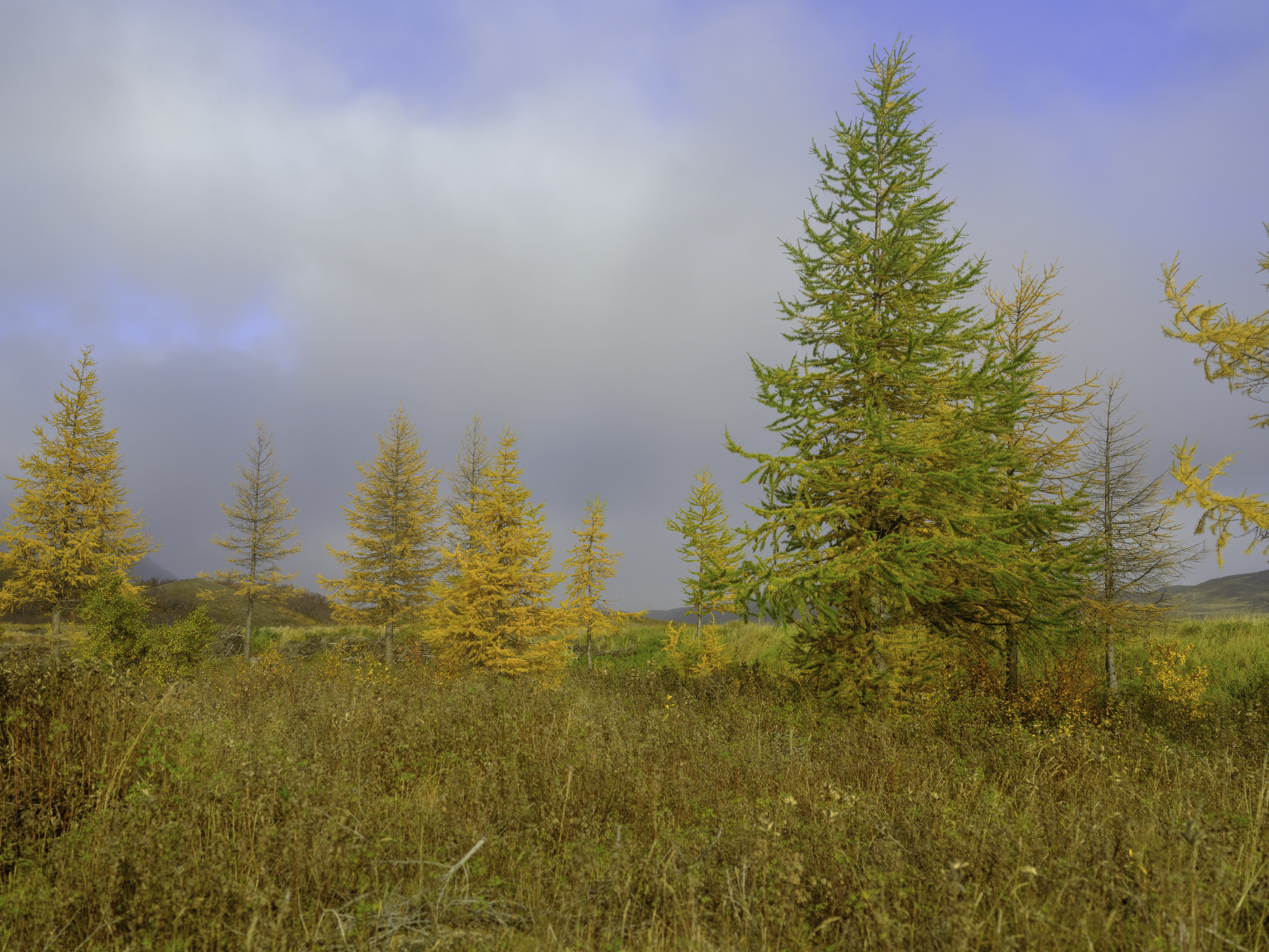 IMG "alt" Attribute