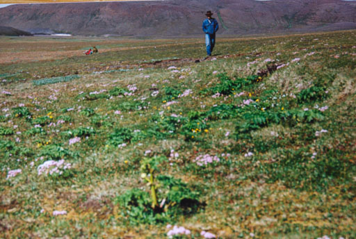 Gamlar strandar myndir
 Hero