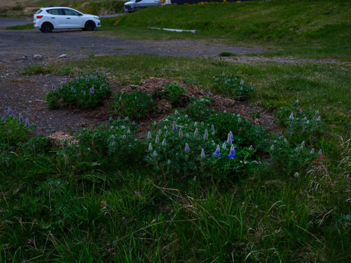 DSCF0537.jpg