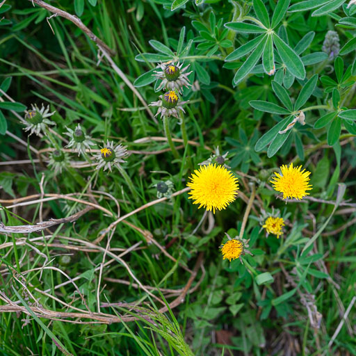 DSCF0539.jpg