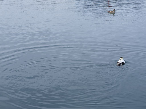 DSCF0607.jpg
