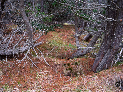 DSCF1411.jpg